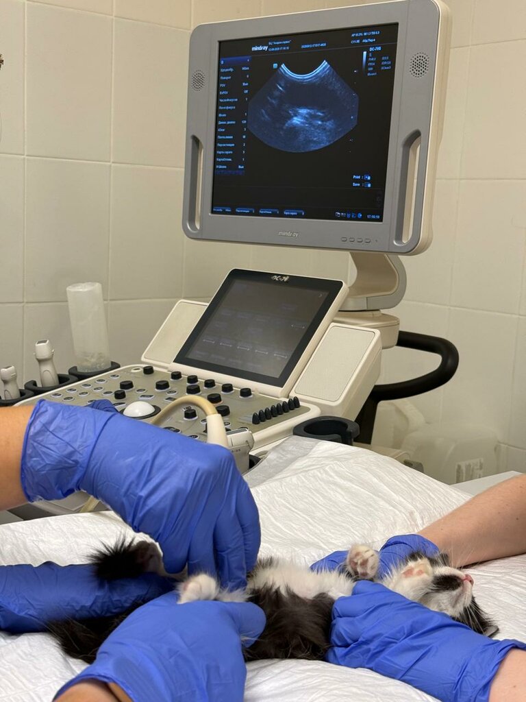 Veterinary clinic Academ-service, Kazan, photo