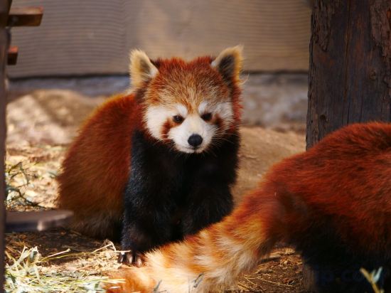 Фото Hotel Wing International Asahikawa Ekimae