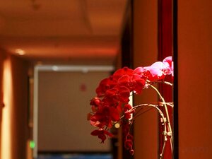 Гостиница Soluxe Hotel