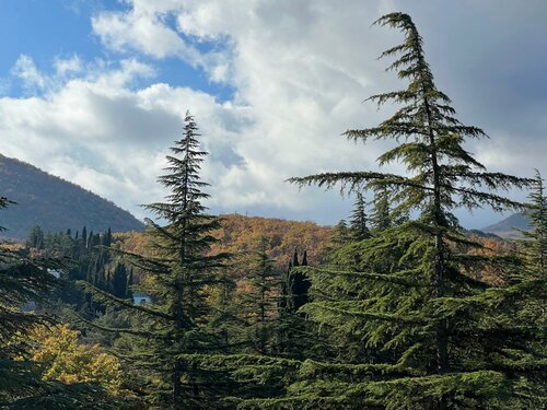 Гостиница Лес в Алуште