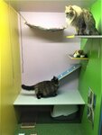 Kitty House (Saint Petersburg, Pulkovskaya Street, 6к4), hotel para animales