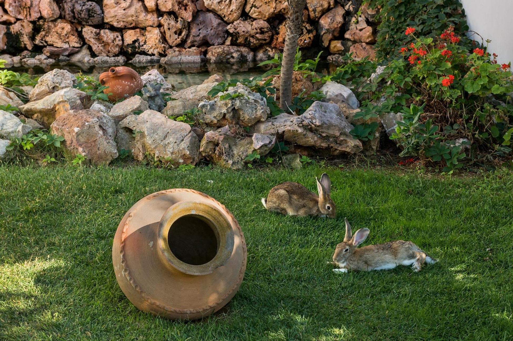 Фото Anemonisia Deluxe Apartments & Mesonettes