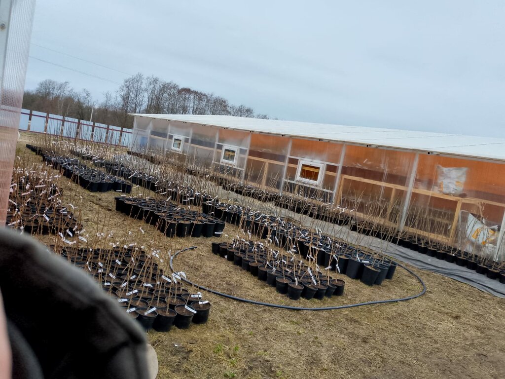 Agricultural goods Michurin I. V. Agricultural distribution centre, Novgorod Oblast, photo