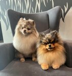 Barberdog (Okskaya Street, 7А), pet salon