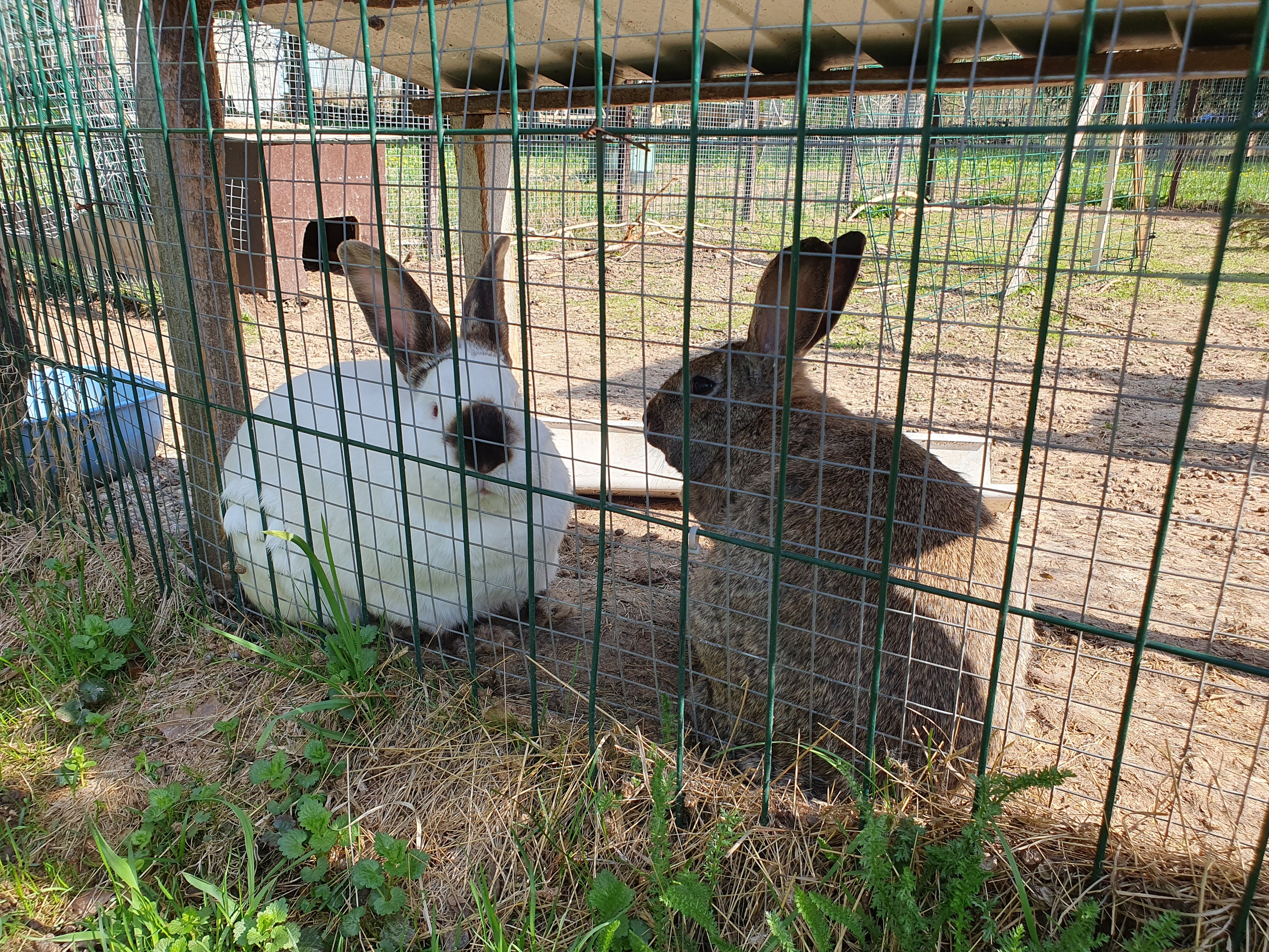 Фото Белая мельница