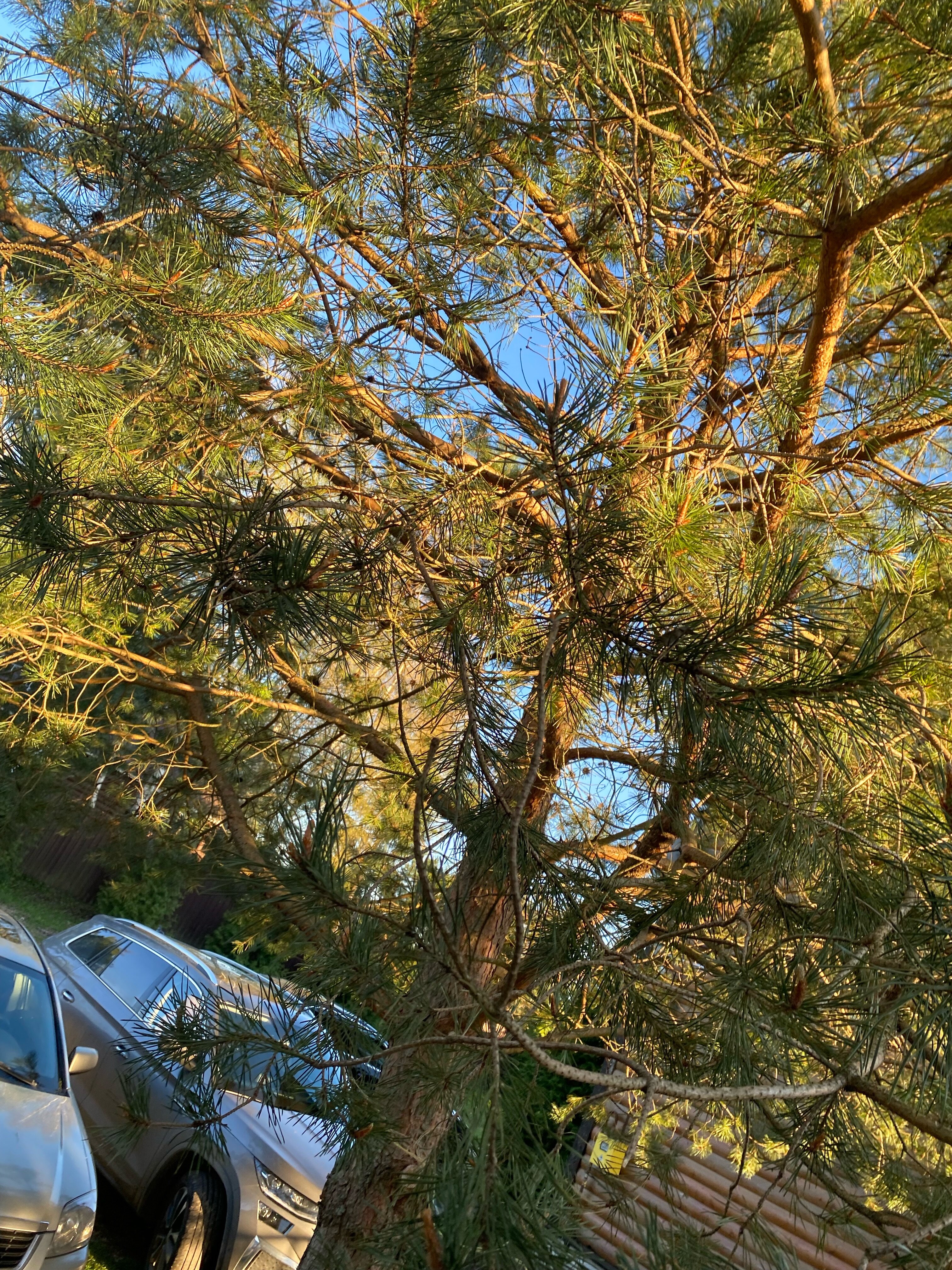 Фото Босфор в Родне