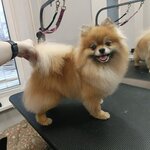 Лапки (Krasniy Avenue, 234), pet salon