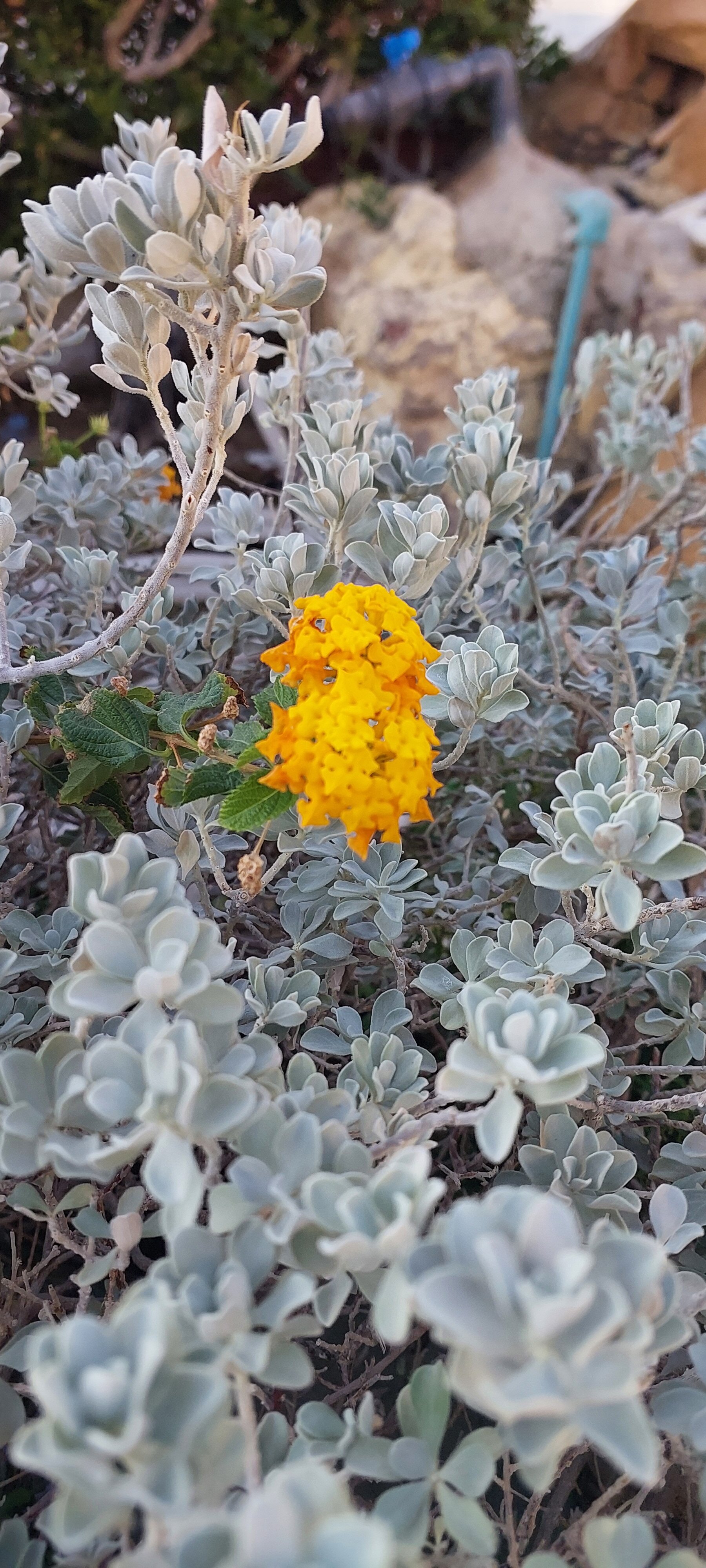 Фото Tivoli Hotel Aqua Park