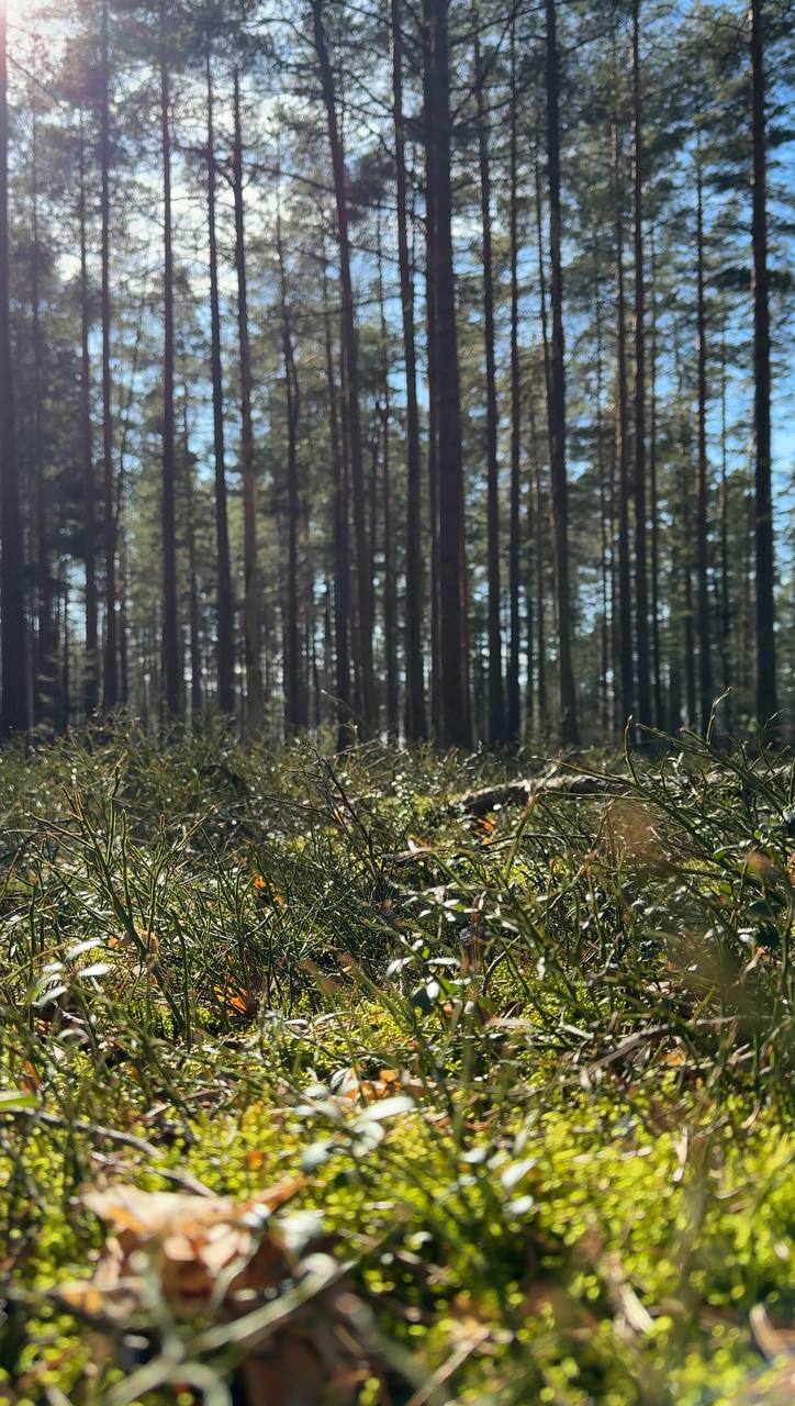 Фото Land Breeze