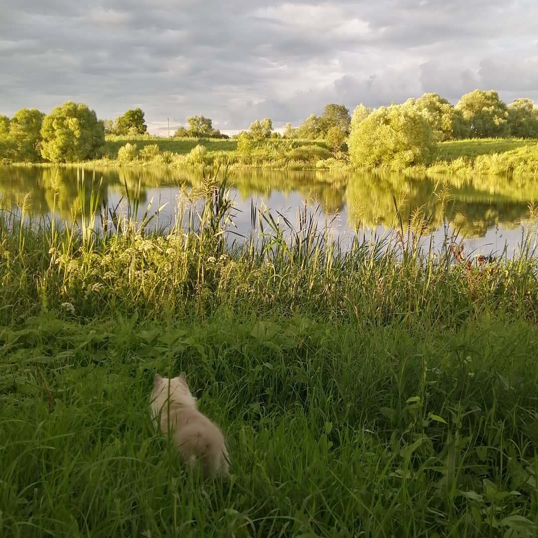 Фото Familyglamp Куликово поле