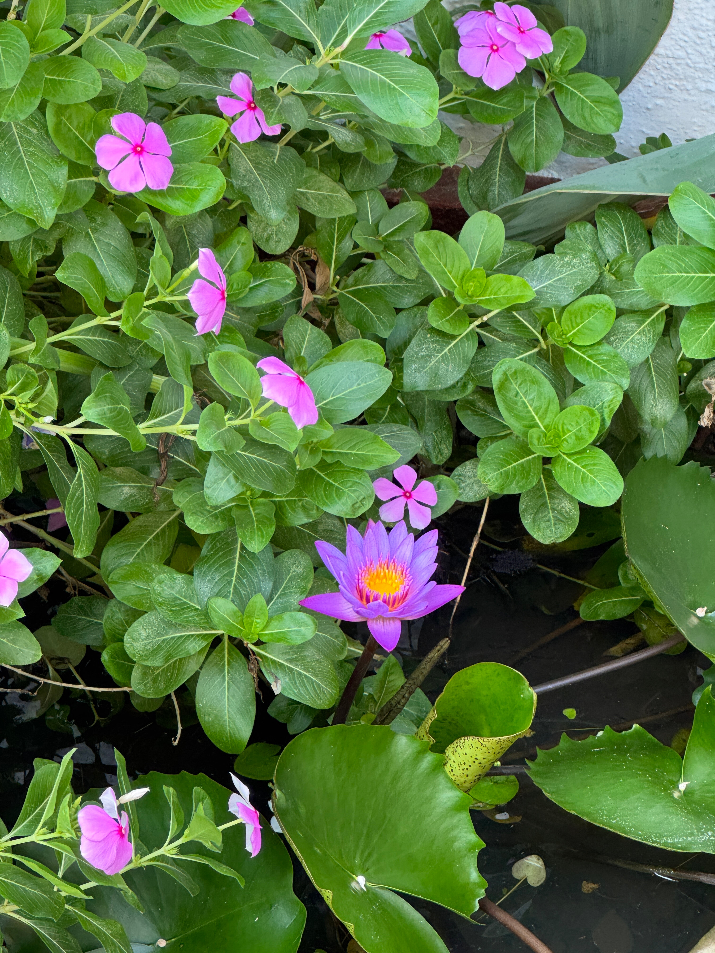 Фото Coral Sands Hotel