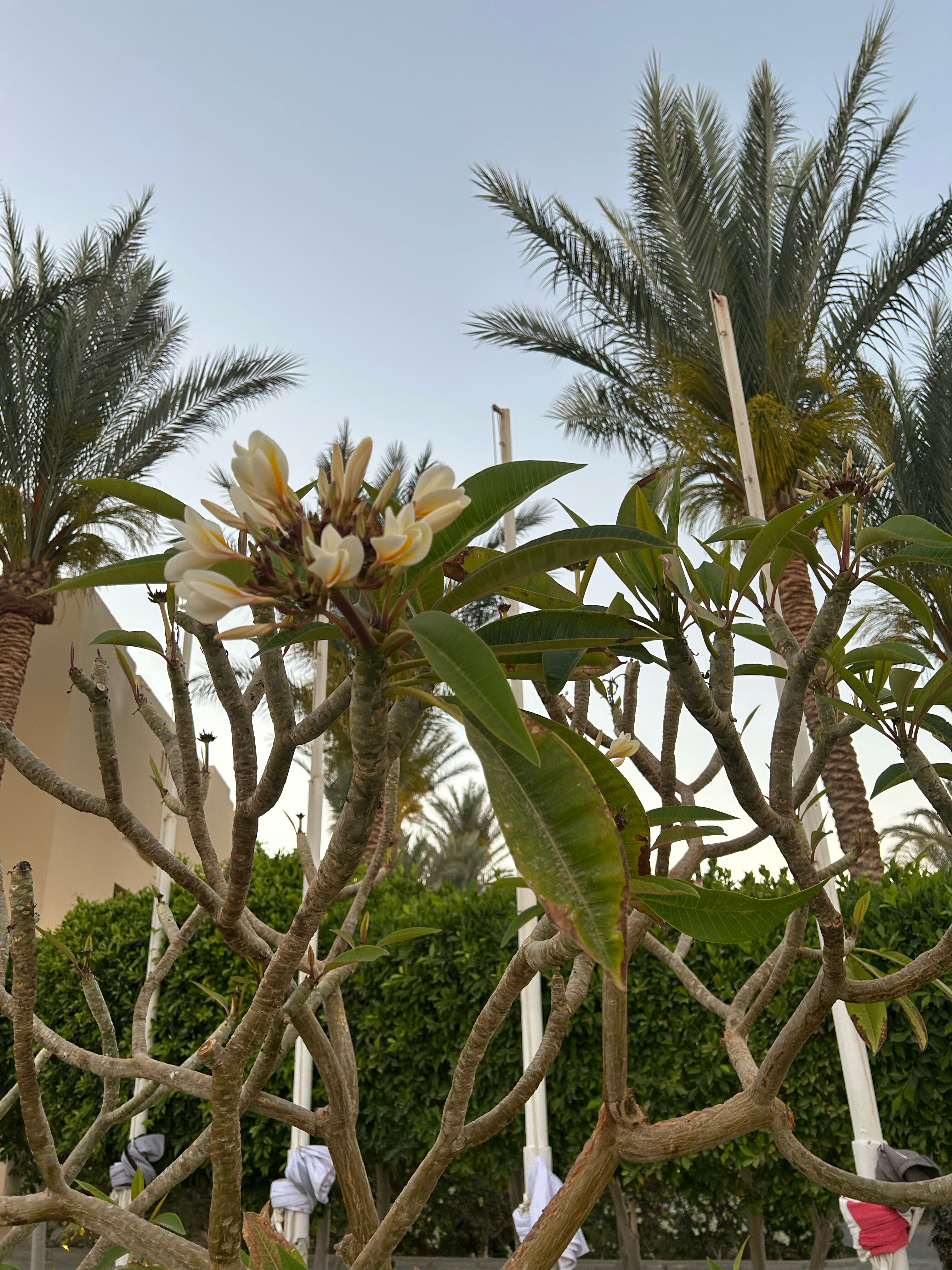 Фото Джаз Макадина