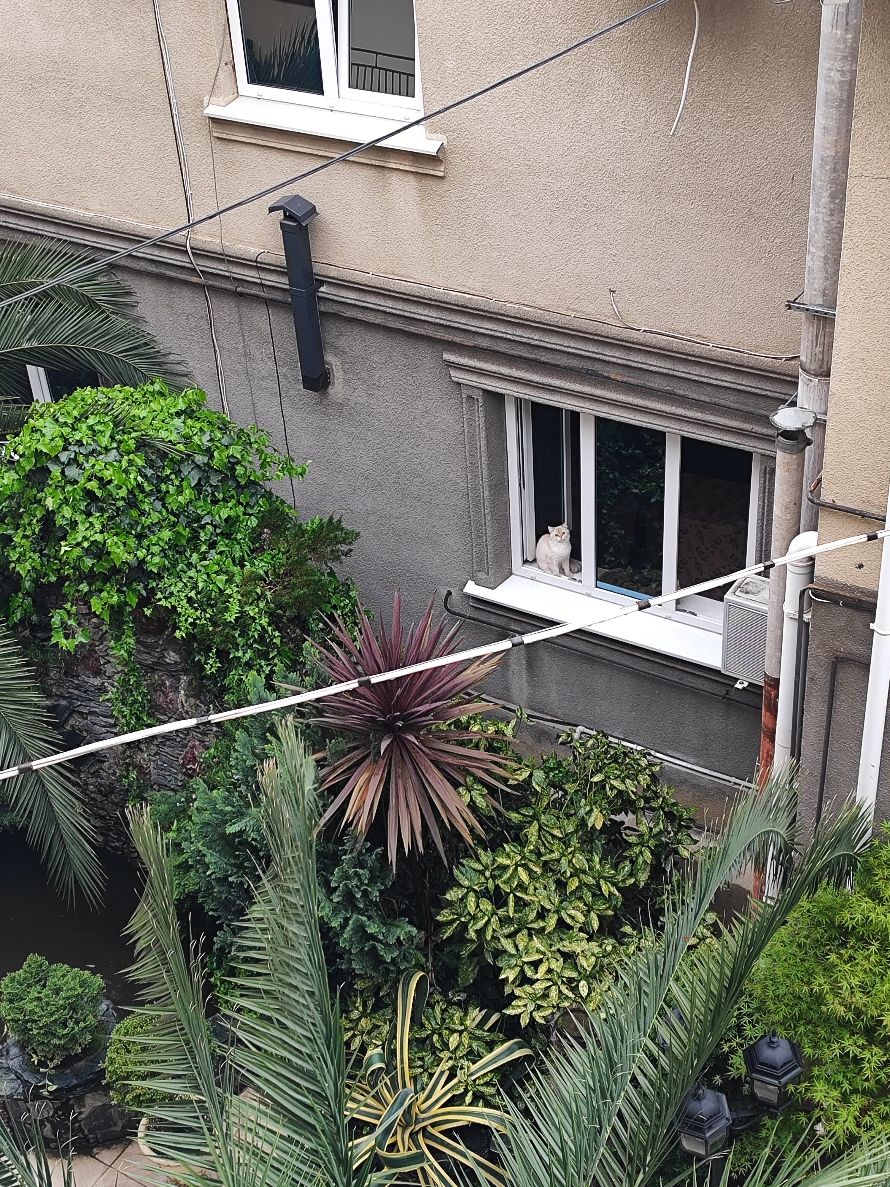 Фото Цветок Маргариты