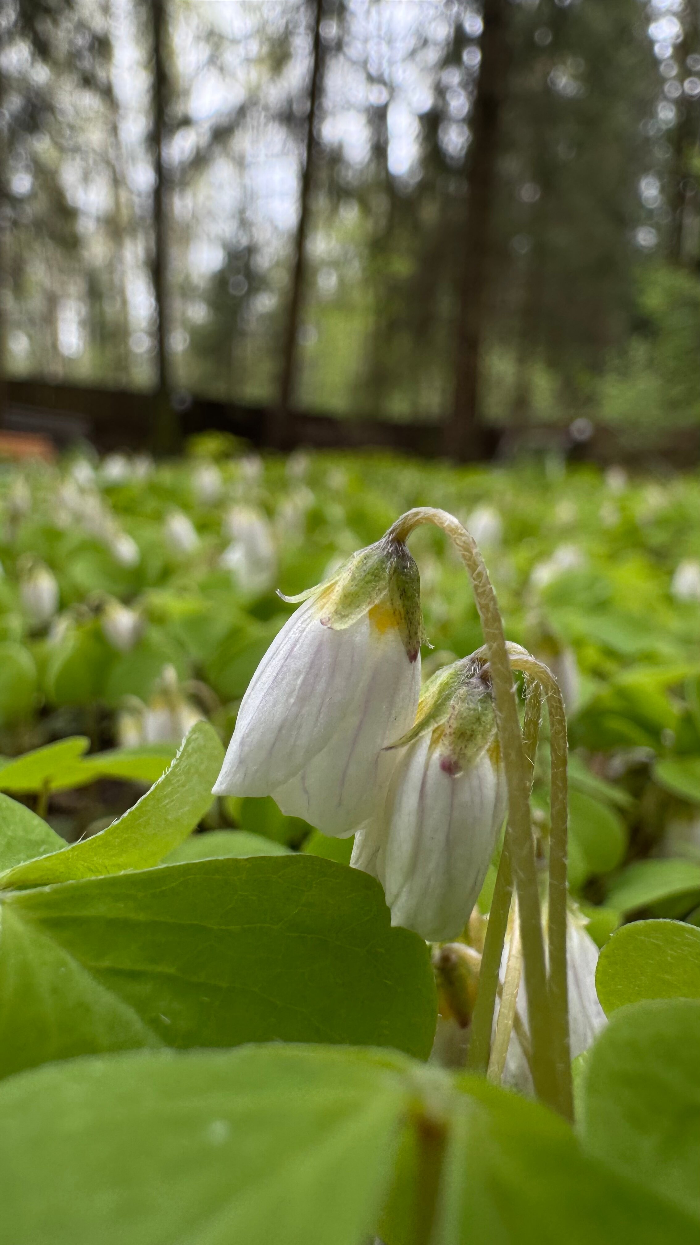 Фото Green forest
