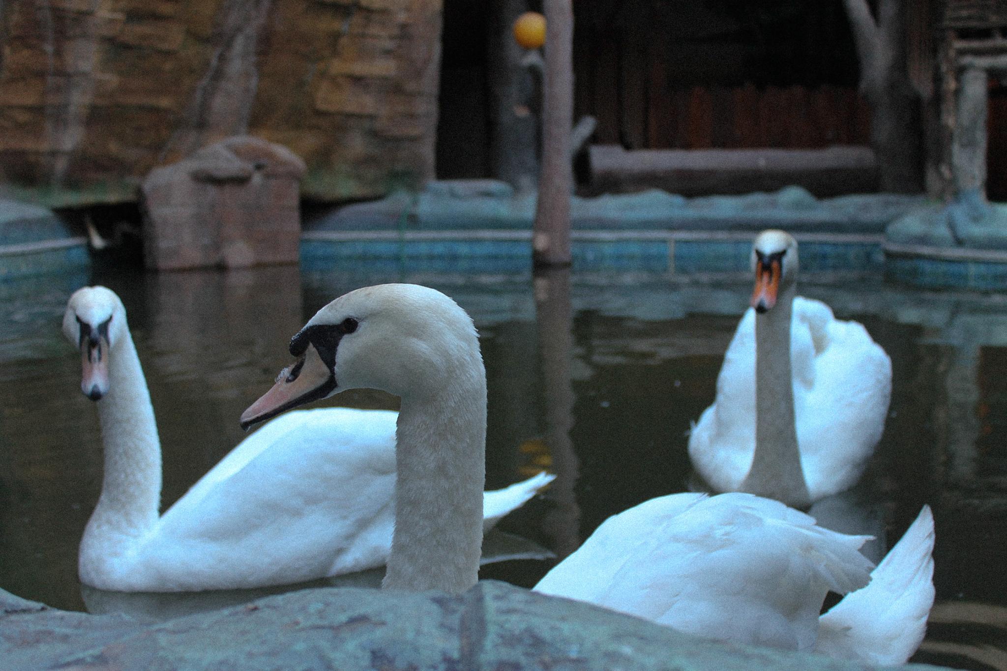 Фото Царский двор