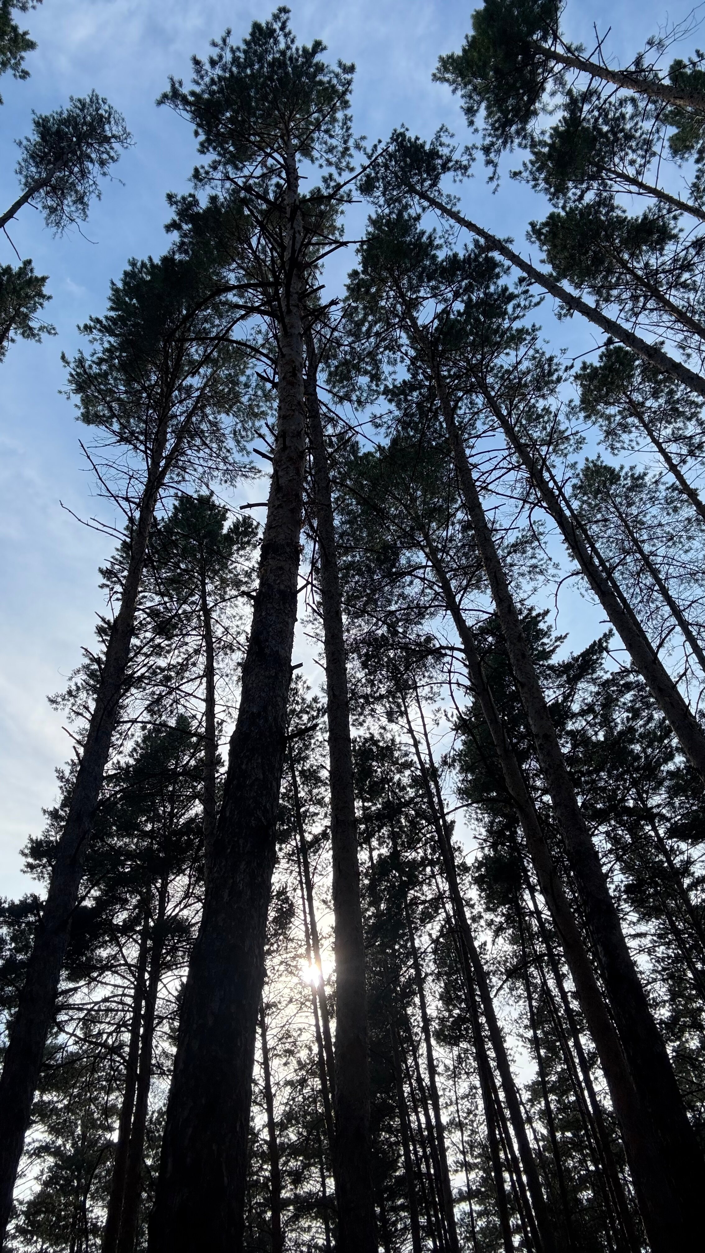 Фото ФорРест