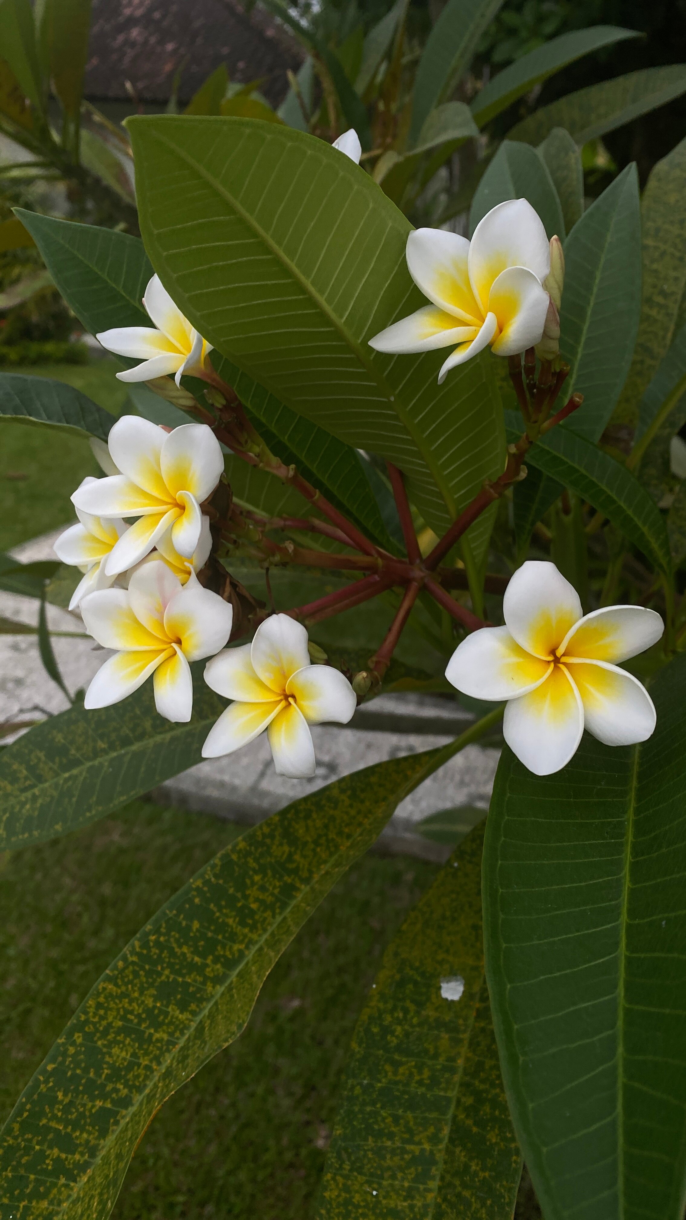 Фото Coral View Villas