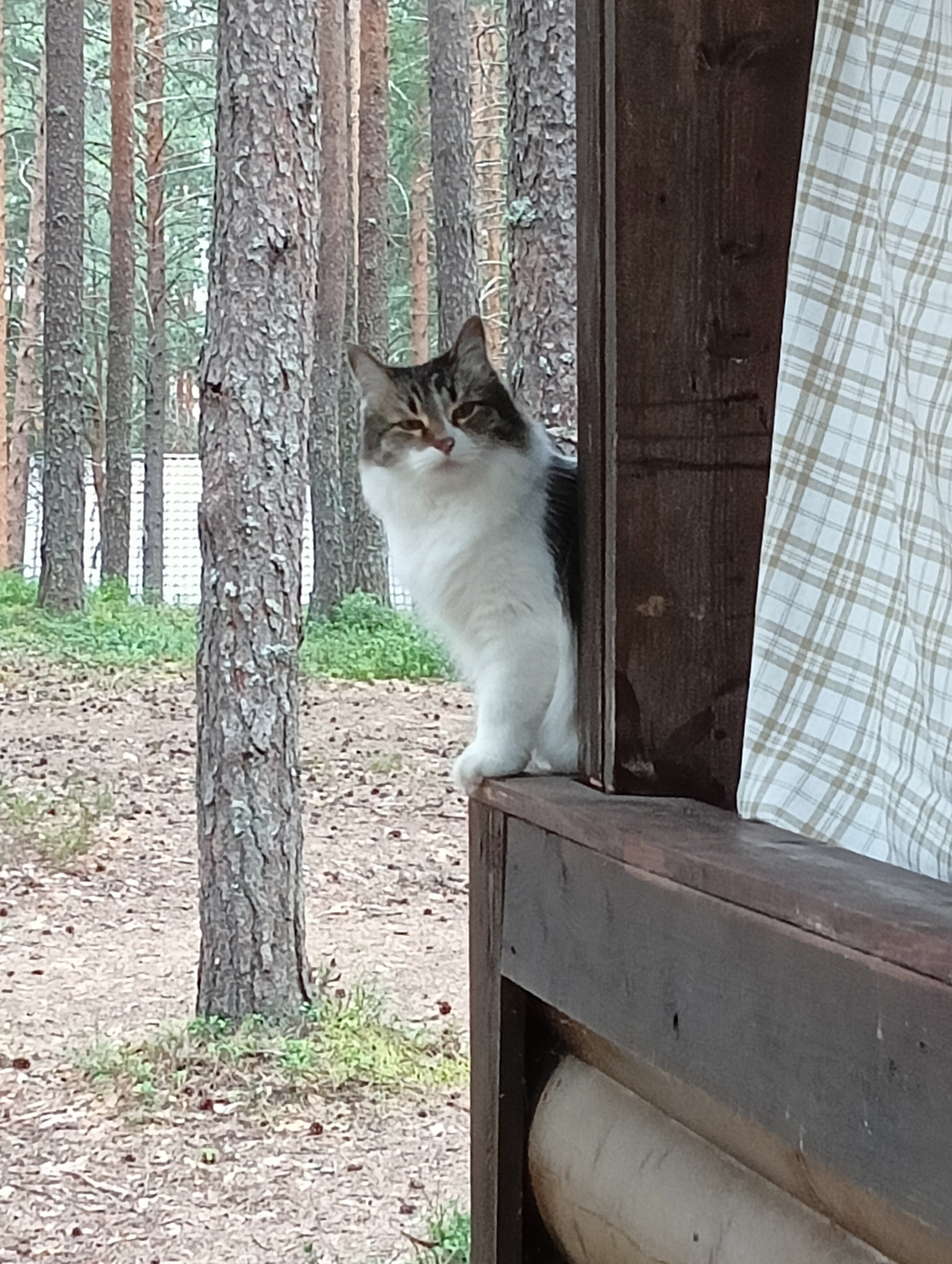 Фото Свирская слобода