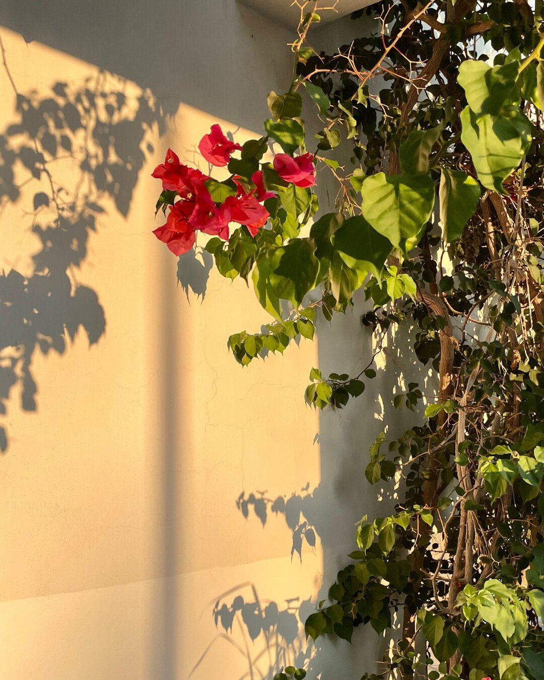 Фото Rix Apartments