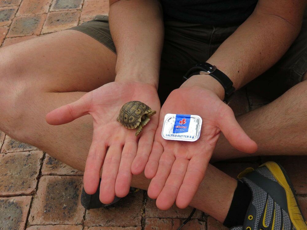 Фото Baobab Ridge Private Lodge
