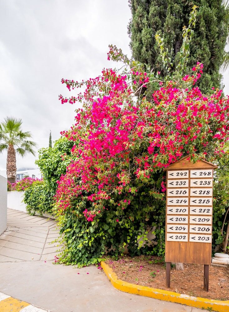 Фото The Olive Tree Hotel