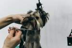 Strigupesikov.ru (Stroiteley Street, 36), pet salon