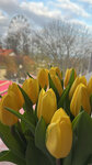 Dahlias (Frunze Street, 35А) ، محل زهور