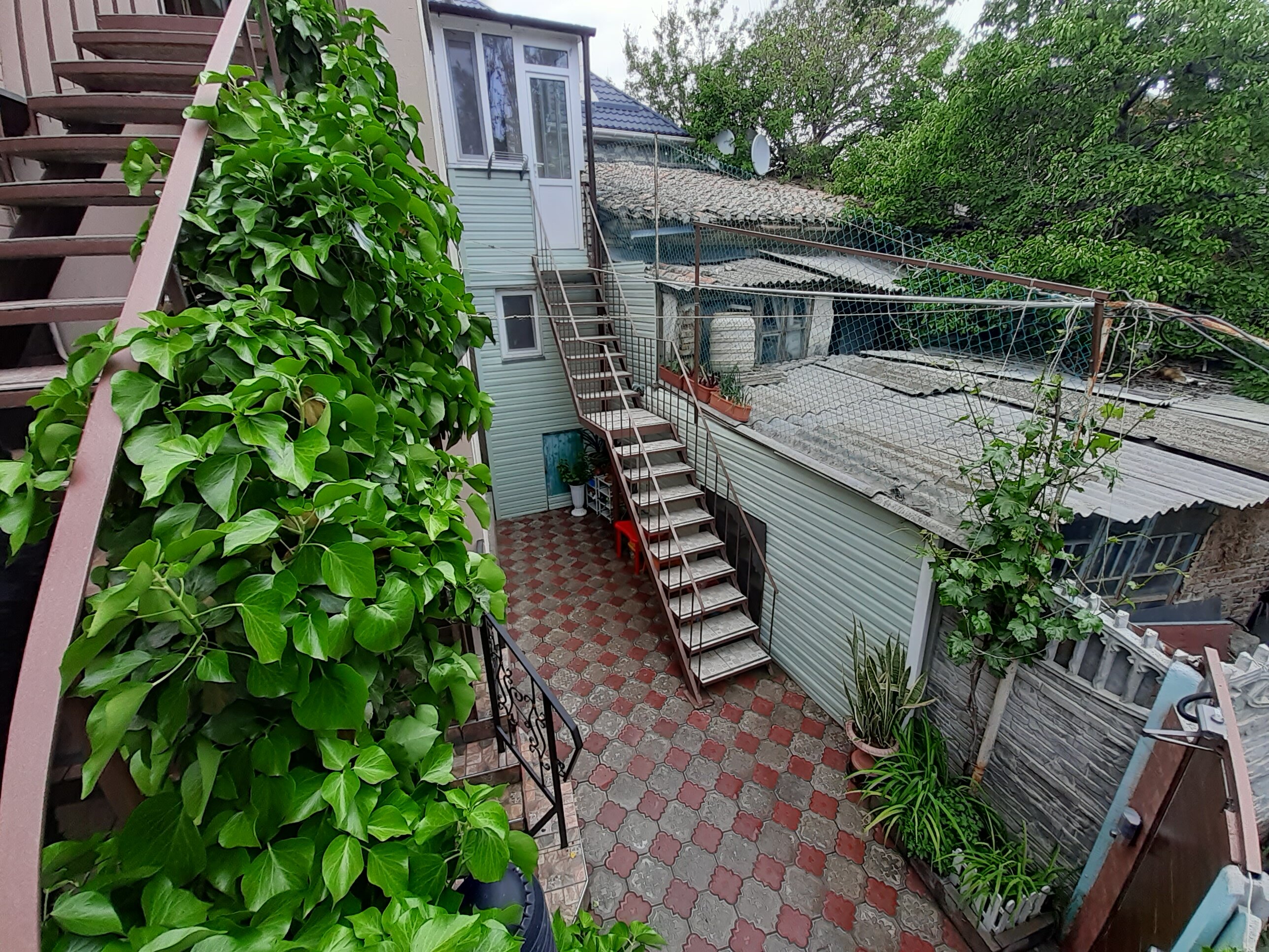 Фото Белая акация