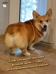 Tsatsagroom (Sudostroitelnaya Street, 3к2), pet salon