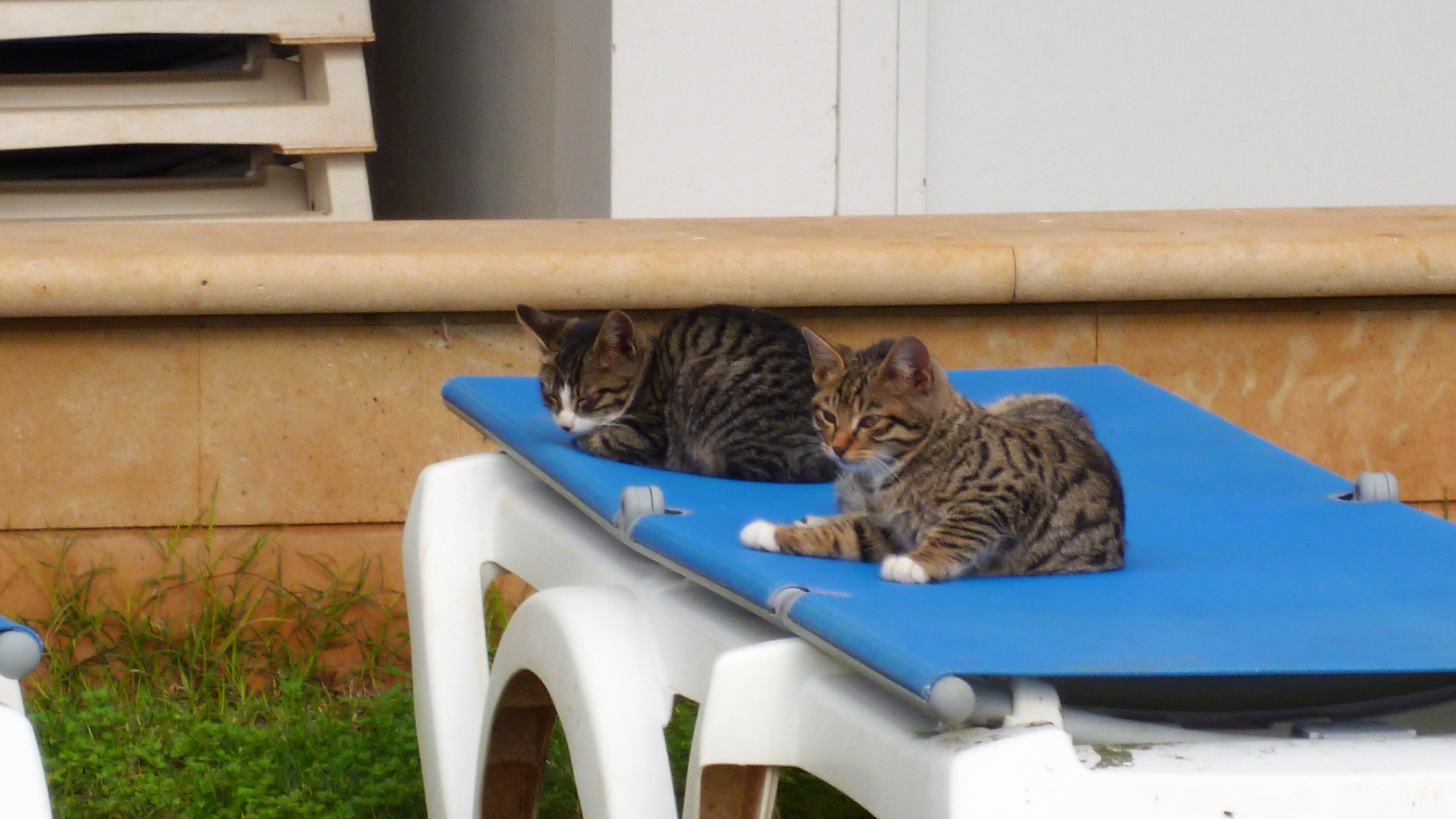 Фото Poseidonia Beach Hotel