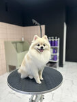 Wearegroomers (Sarmentovoy Street, 11А) ، صالون حيوانات أليفة