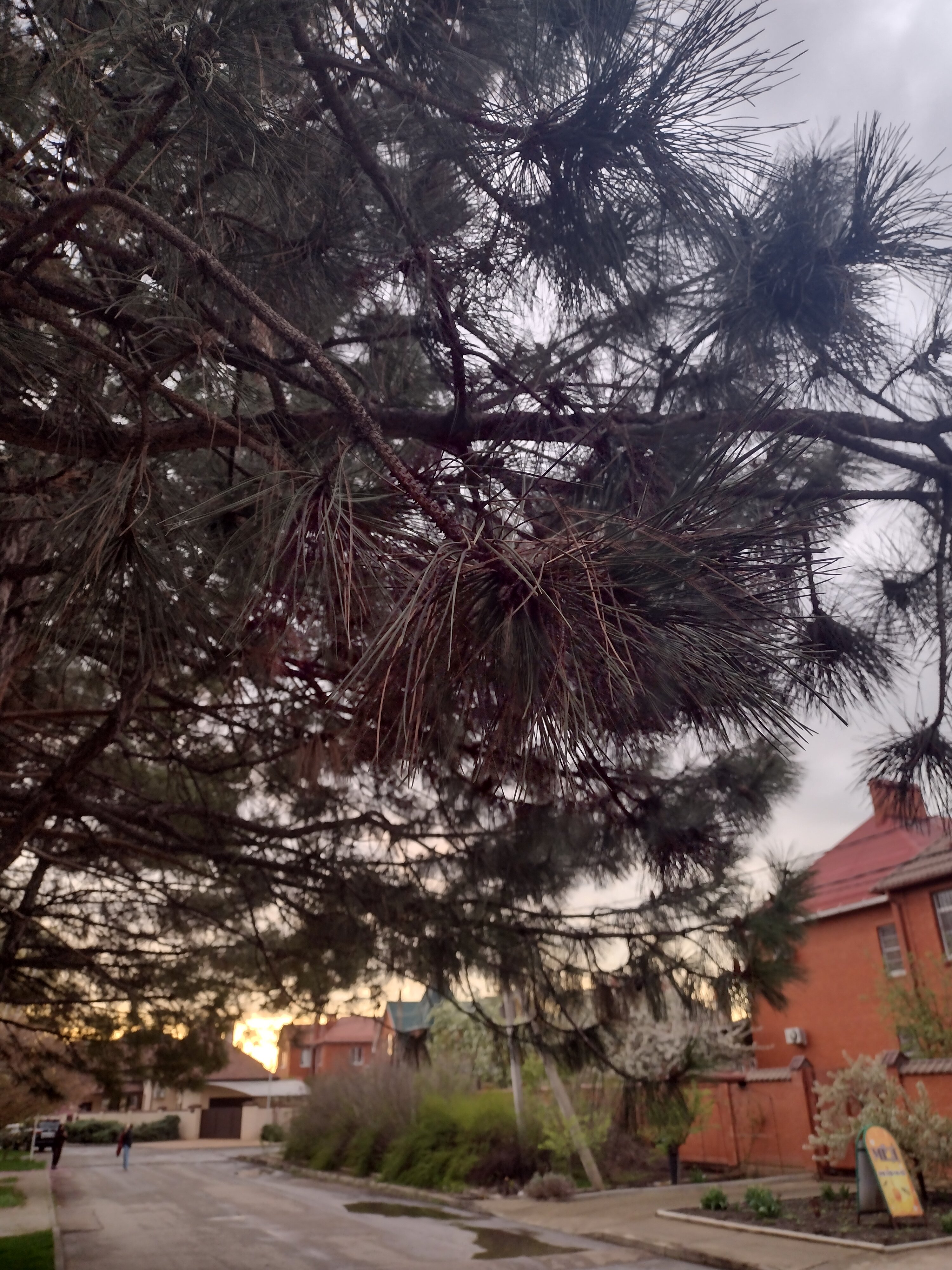 Фото Древо жизни