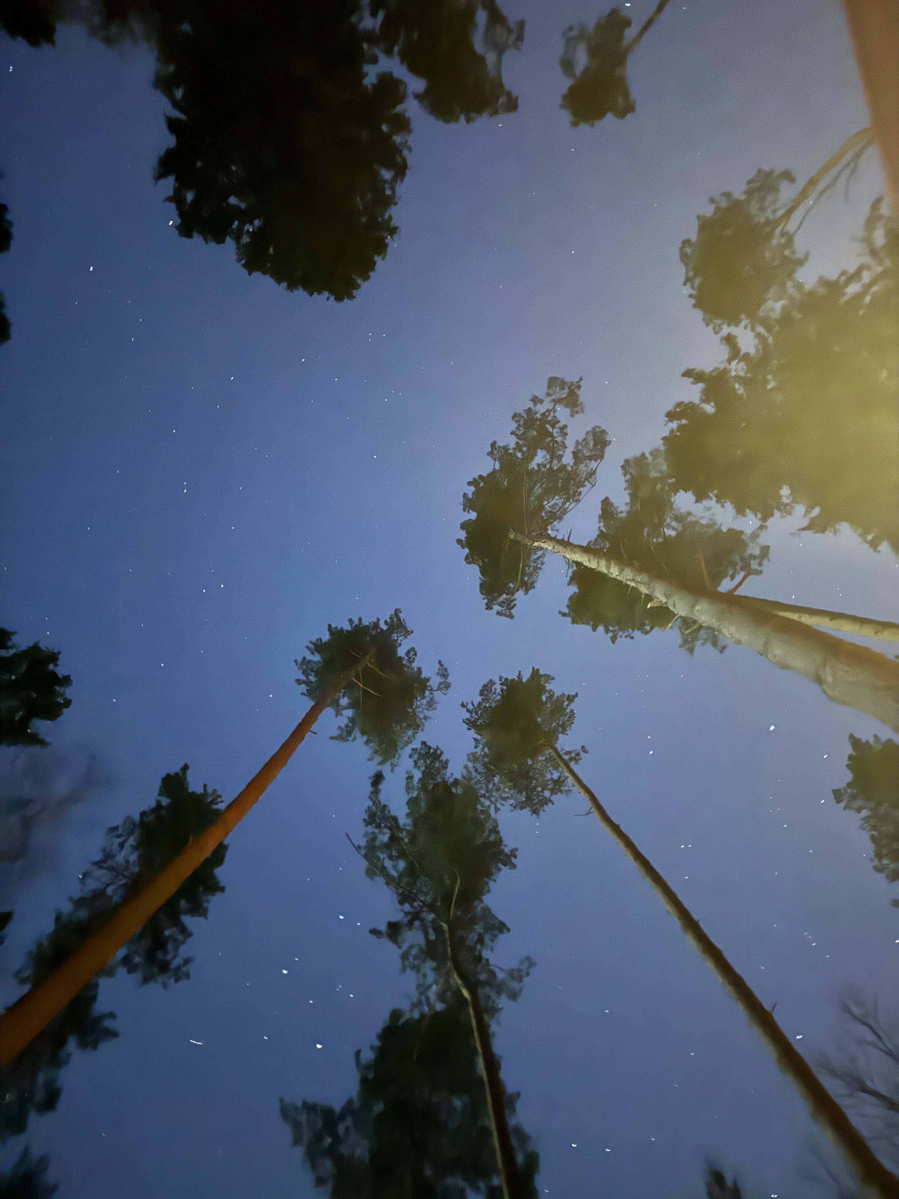 Фото Озеро белых лилий