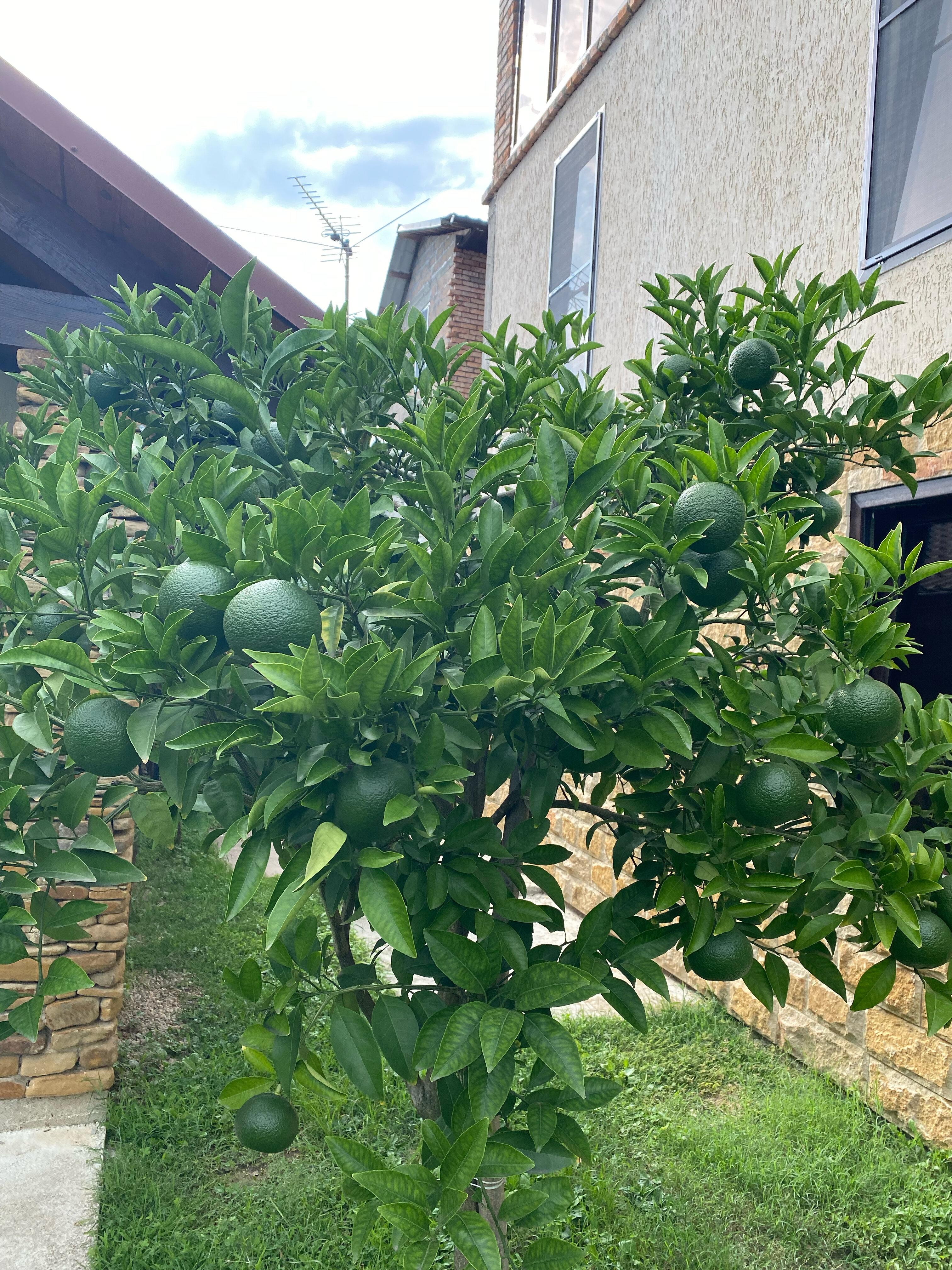 Фото Салангана