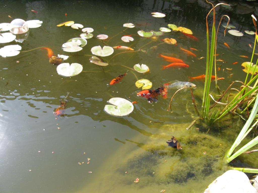 Фото Магнолия