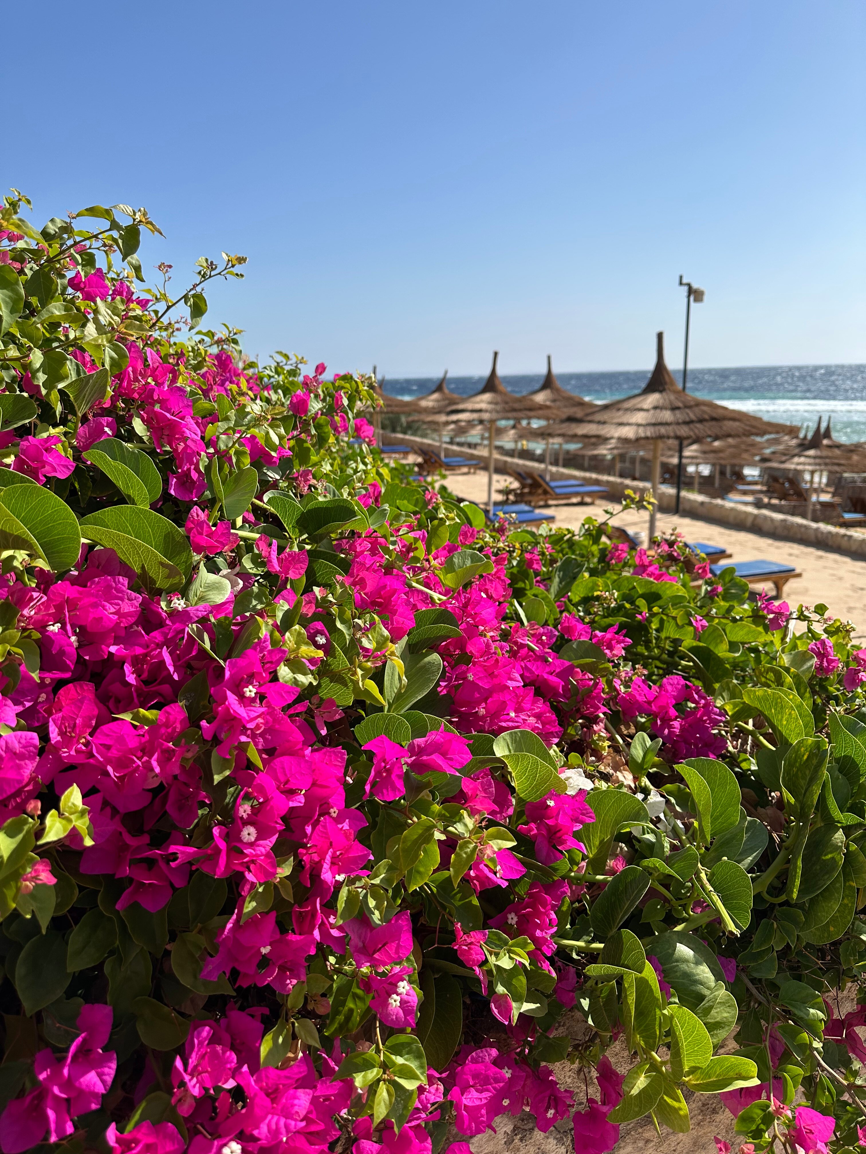 Фото Cleopatra Luxury Resort Sharm- Adults Only