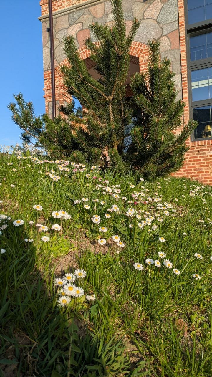 Фото Альфа Гарден