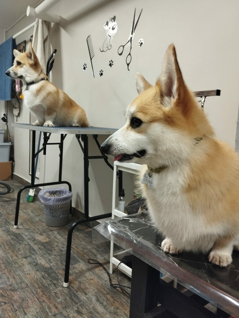 Zoosalon, zoobərbərxana Зоомойка, Sankt‑Peterburq, foto