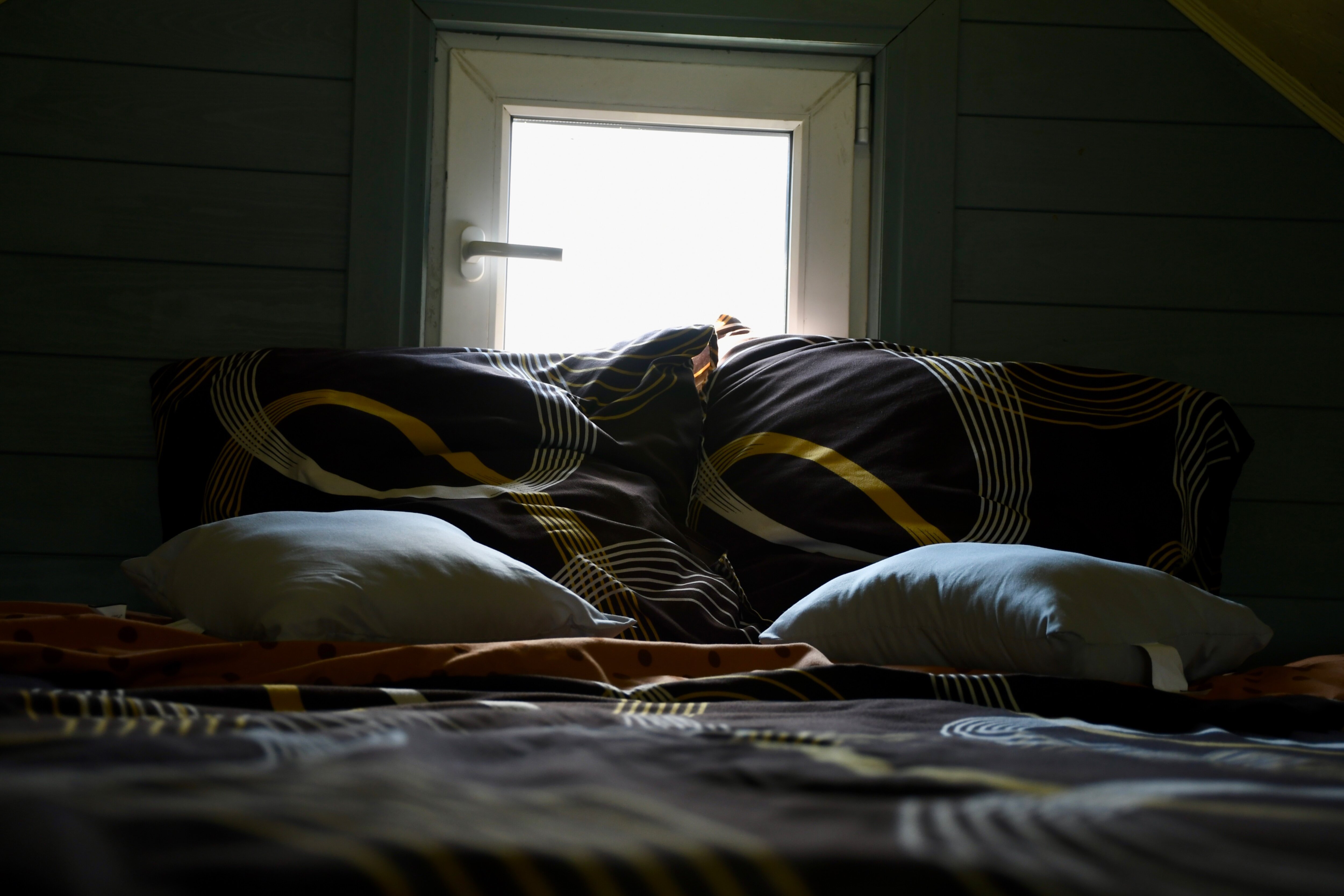 Фото Жар-Птица