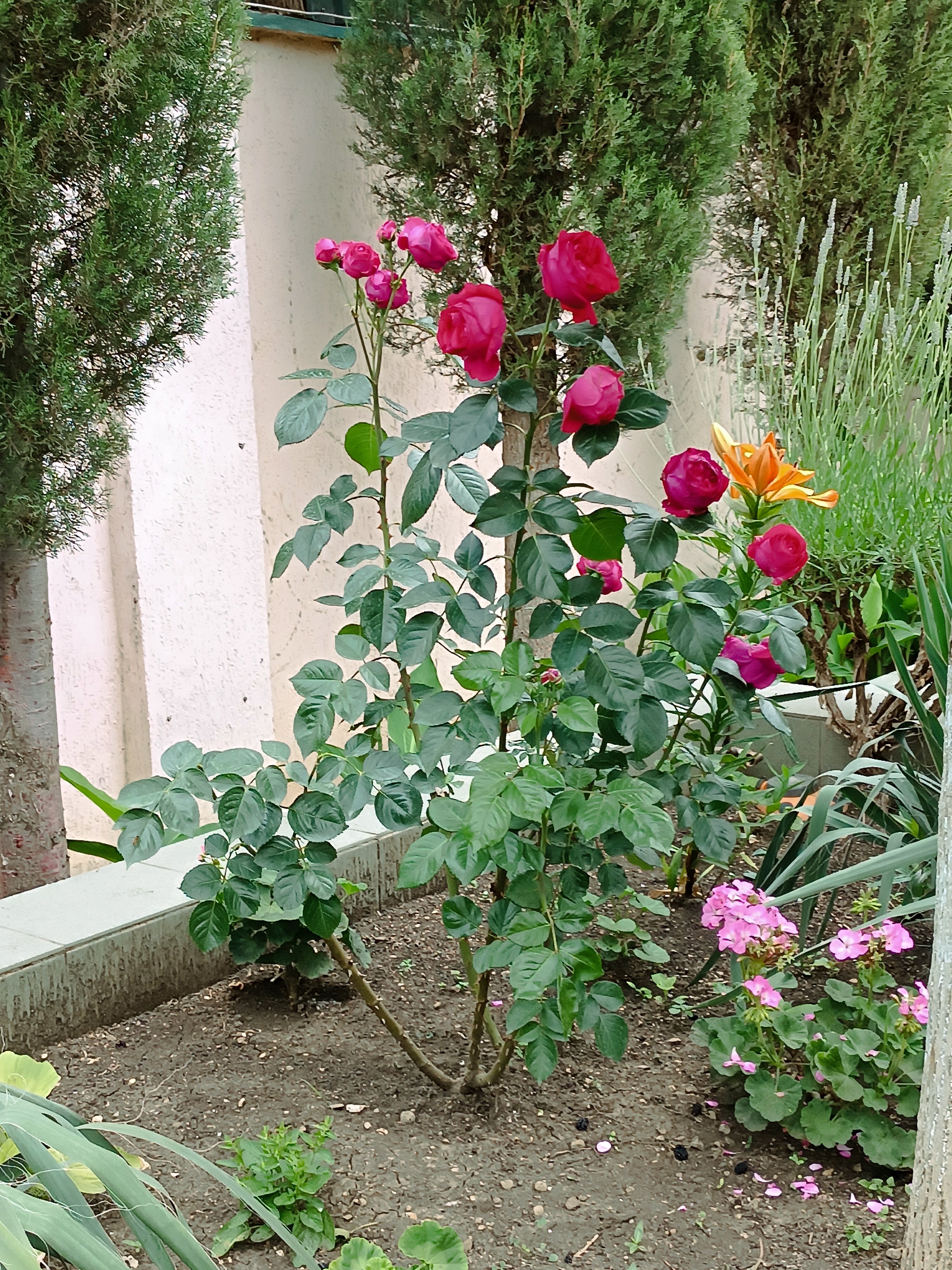 Фото Пансион Кафа