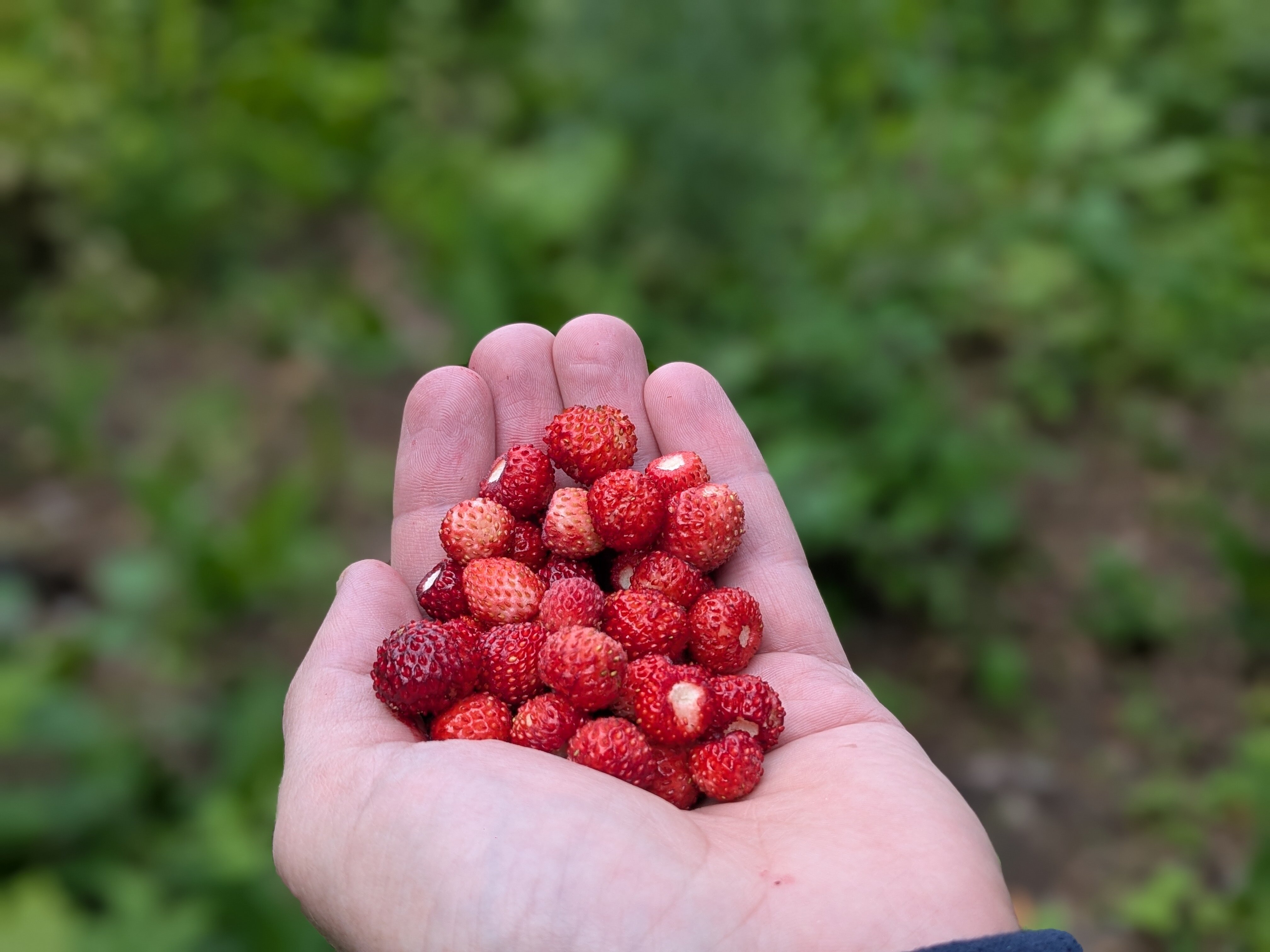 Фото Pioneer Resort Hotel