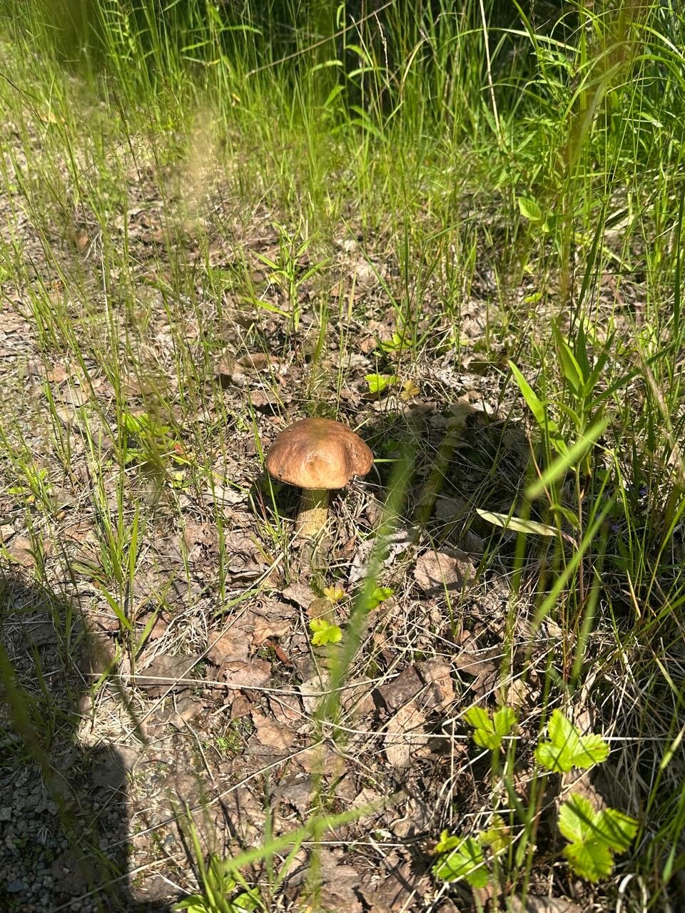 Фото Кохтусельга