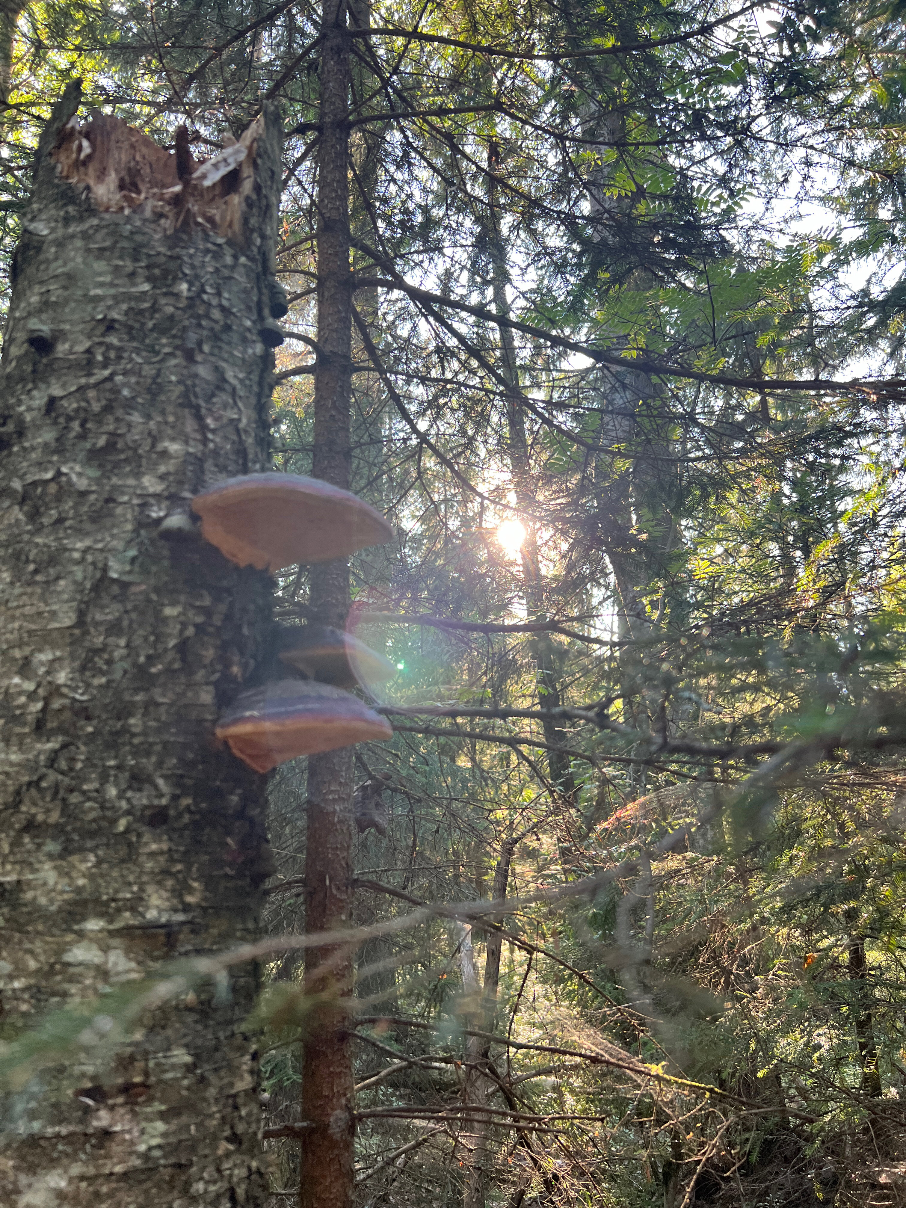 Фото Klever House Экофорест