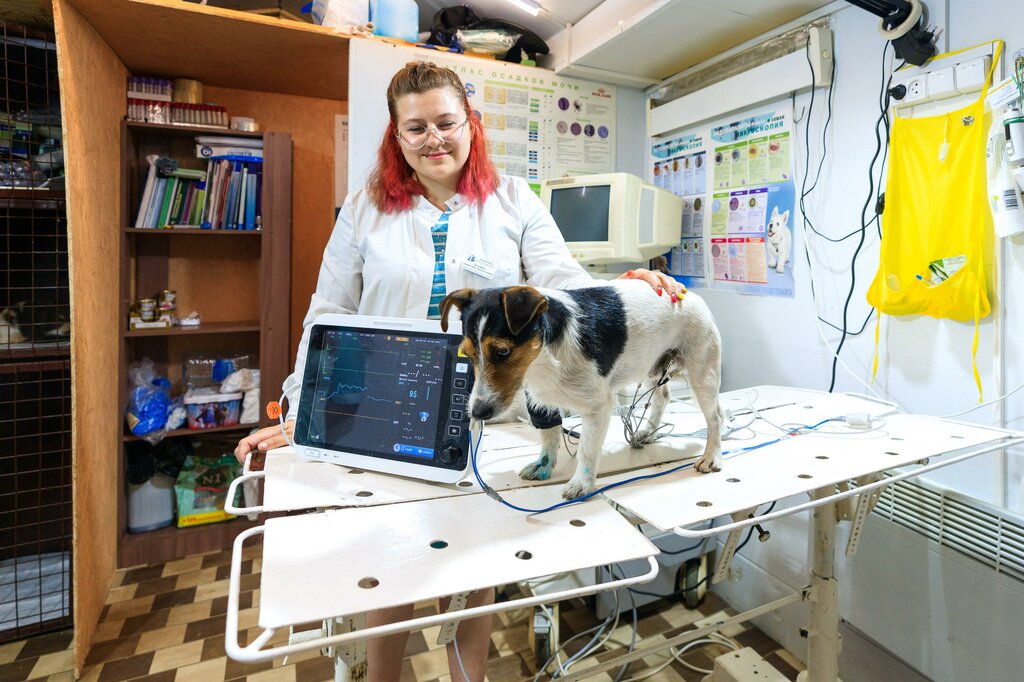 Veterinary clinic DomUshkinVet, Tambov, photo