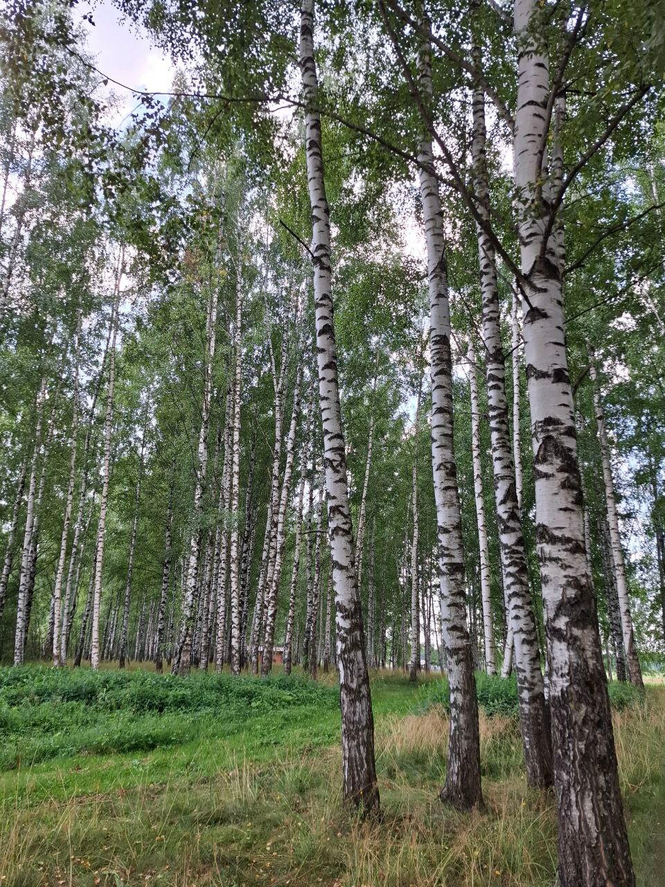 Фото Некрасовская дача