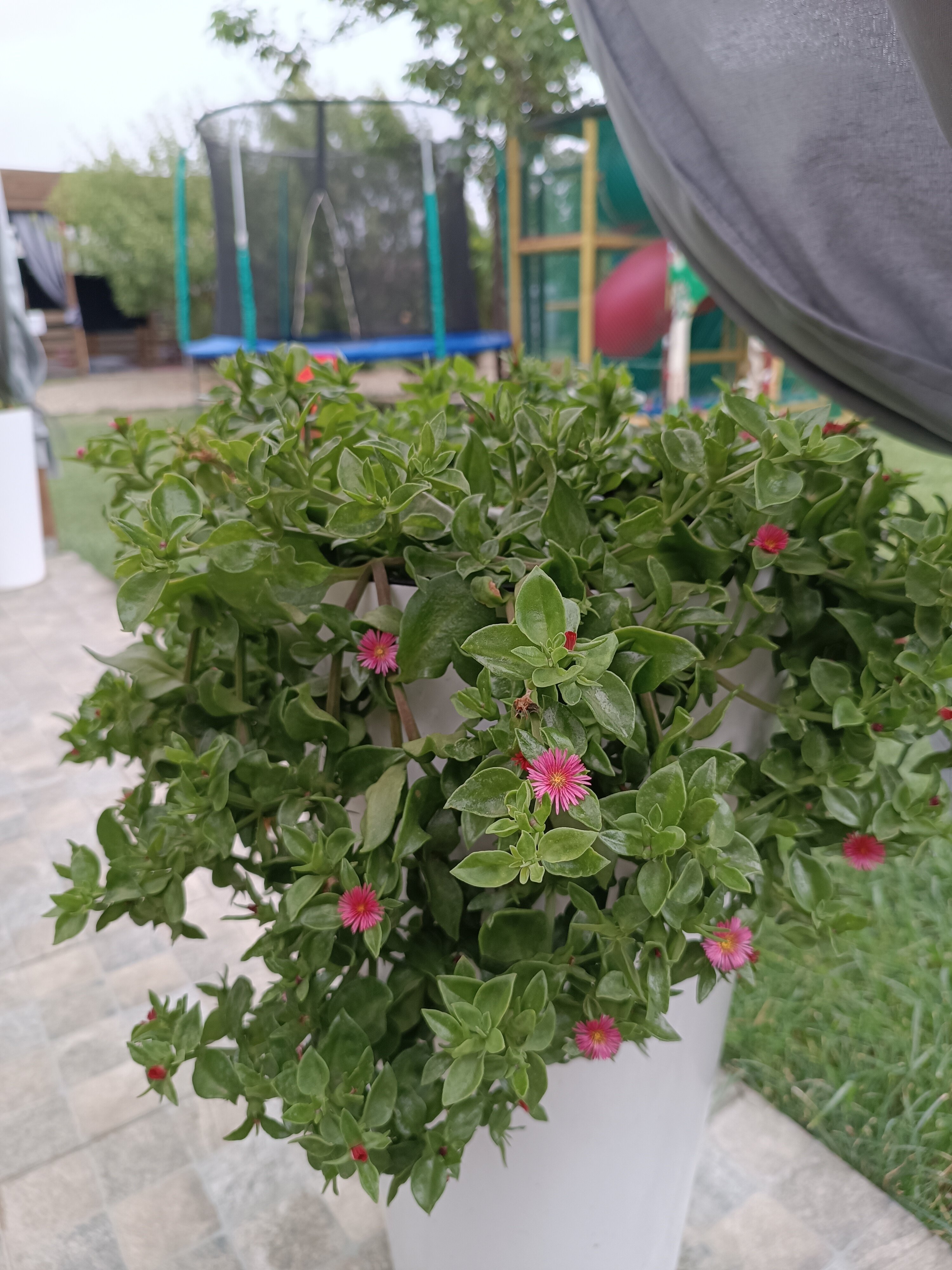 Фото Гранд Камелия