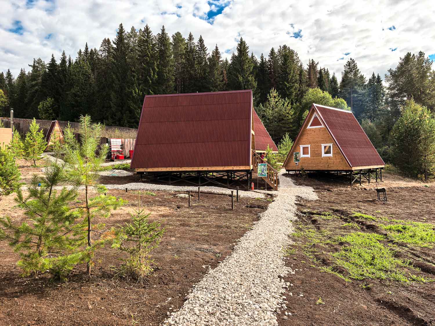 Фото Елки Иголки