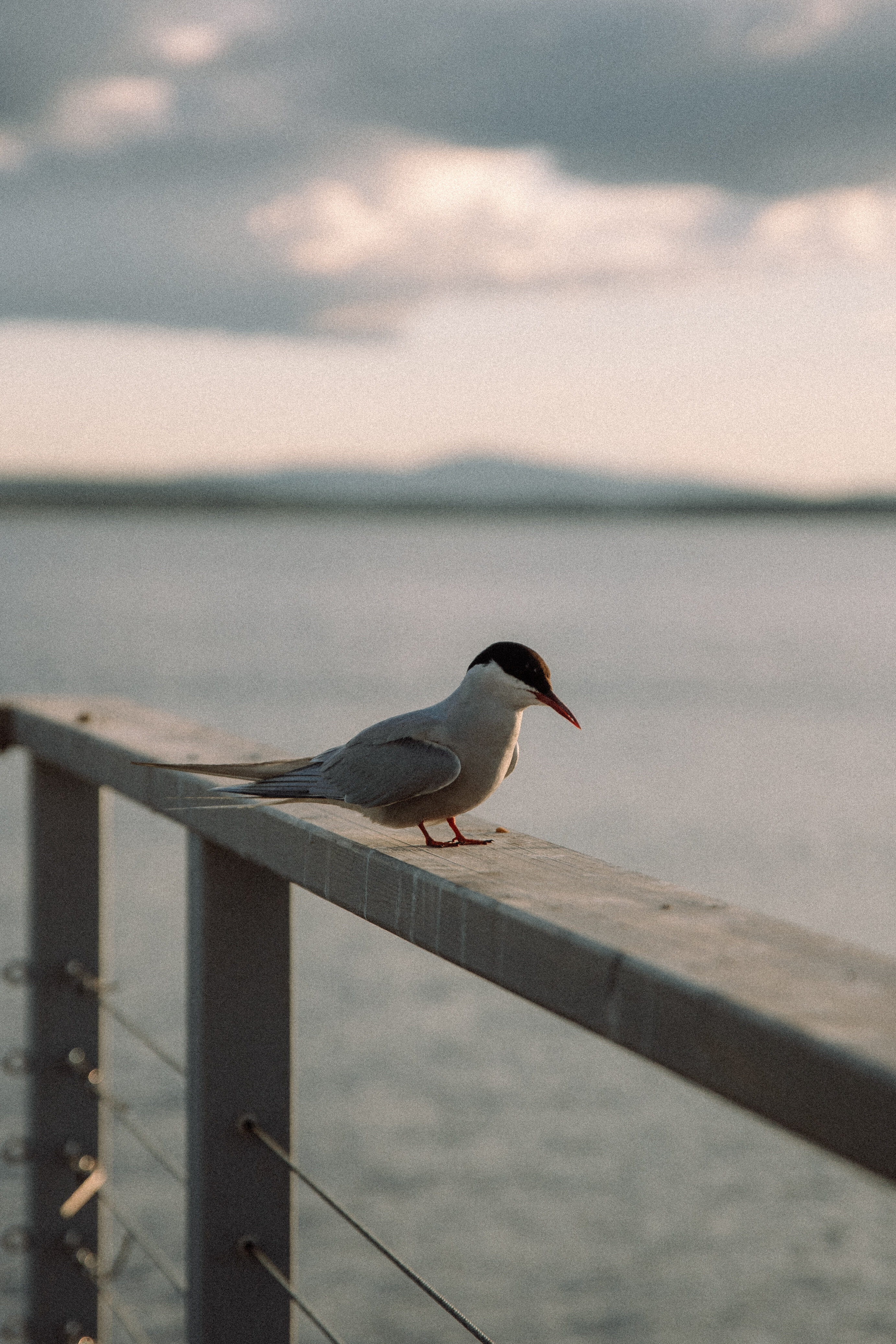 Фото Причал № 11