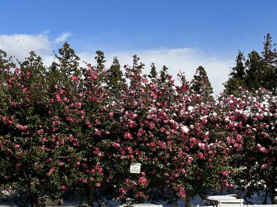 Фото Aria Hotel Jeju