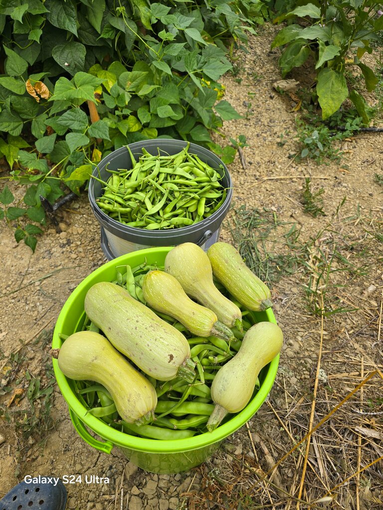 Egg and poultry meat Metehan, Korfez, photo